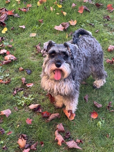 Link to: /pages/piper